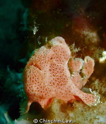 juvenile painted frogfish by Chinchin Law 